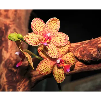 Rare Orchid Flower